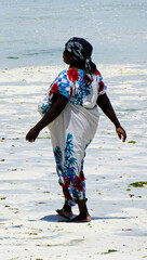 Wall Mural - Jambiani, Zanzibar -October 2024: Woman harvesting seaweed during low tide