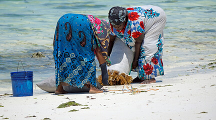 Wall Mural - Jambiani, Zanzibar -October 2024: Woman harvesting seaweed during low tide