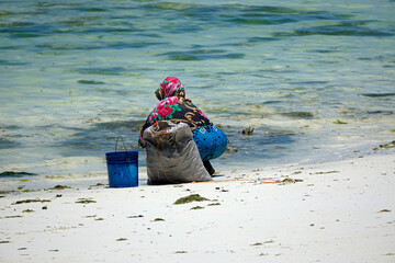 Wall Mural - Jambiani, Zanzibar -October 2024: Woman harvesting seaweed during low tide