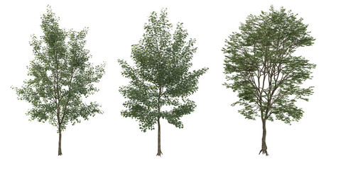 Beautiful shape of green Birch trees isolated on transparent Canvas