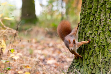 Rusty brown squirrel in a park with autumn colored leaves in the Czech Republic