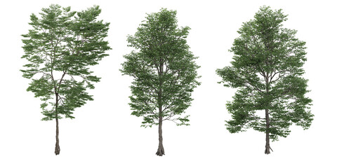 collection of Terminalia ivorensis trees with realistic style
