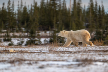 Wall Mural - Polar bear walking through snow covered field