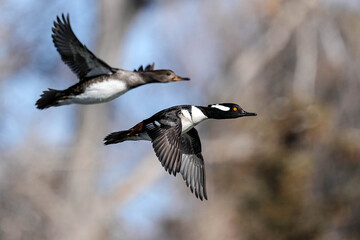 Wall Mural - Hooded Mergansers Flight