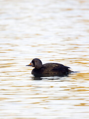 Wall Mural - Common scoter, Melanitta nigra