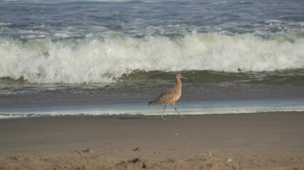 Poster - Long billed curlew on california beach in slow motion 