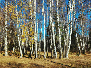 Wall Mural - autumn forest in the autumn