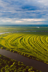 Wall Mural - rice field at sunrise