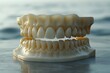 © natalia - Dental model showing upper and lower teeth