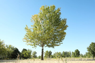 Wall Mural - beautiful trees with green leaves growing outdoors