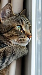 Wall Mural - A close-up of a cat gazing out the window, showcasing its curious expression.