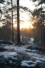 Sticker - Sunlight filtering through forest trees