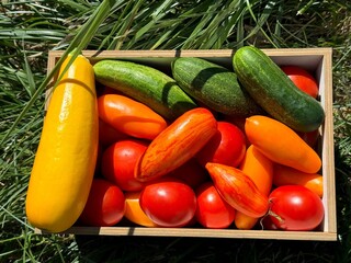 Wall Mural - Homegrown  tomatoes cucumbers zucchini vegetables.