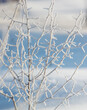 © schankz - A tree covered in frosty branches and snow