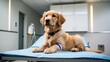 © PURE SP - Golden Retriever Puppy in Veterinary Clinic with IV, Representing Pet Care, Health, and Healing for Animals in a Modern Medical Environment