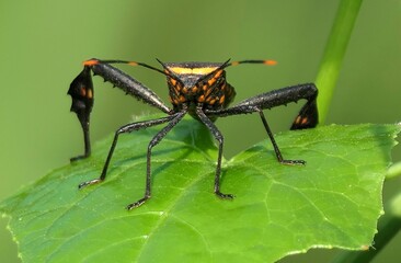 Assassin bug on a green leaf