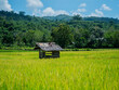 © Azhar - A small hut was built by farmers in the middle of the rice fields as a resting place.