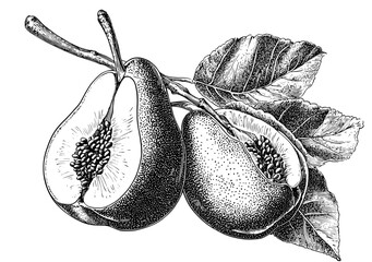 Wall Mural - Vintage hand drawn pears isolated on white