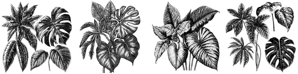 Wall Mural - the leaves of tropical plants are isolated on a white background. cool sketch illustrations with han