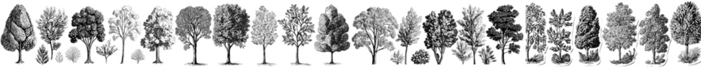 Wall Mural - this set of stickers features trees with a white outline. the design is modern and hand drawn.