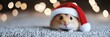 © May - Christmas concept. Hamster in a red Santa hat. New Year