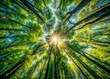© prapatsorn - Aerial View of a Lush Forest Canopy with Sunlight Filtering Through Leaves and Vibrant Green Foliage, Capturing the Serenity and Beauty of Nature from Above