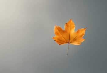 water frame single coloured floral leaf minimalist autumn transparent wooden olated closeup photo background botany sky decoration abstract