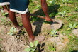 © DEBU - Farmer is cleaning the agricultural field with hand spade