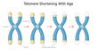 © Oleksandr Pokusai - process of telomere shortening on chromosomes over time, a key factor in cellular aging and genetic stability diagram hand drawn schematic vector illustration. Medical science educational illustration
