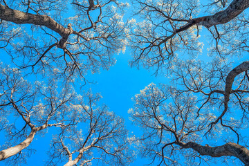 Canvas Print - Looking up at vibrant trees against a clear blue sky in spring