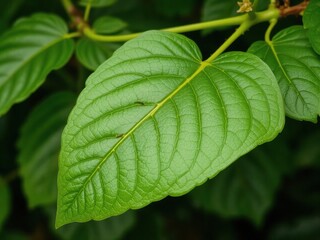 Wall Mural - A vibrant green leaf connected to a lush green stem, showcasing the beauty of nature, environment, botanical