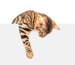 © Ermolaev Alexandr - Playful bengal cat looking down above blank white banner. Isolated  on white banner