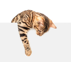 Aufkleber - Playful bengal cat looking down above blank white banner. Isolated  on white banner