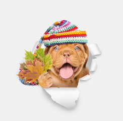 Poster - Happy Mastiff puppy wearing red warm hat holds dry leaves and looks through the hole in white paper