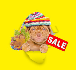Poster - Happy puppy wearing warm knitted hat with pompon holds dry leaves and shows signboard with labeled 