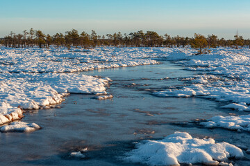 Wall Mural - swamp on a sunny winter day with snow