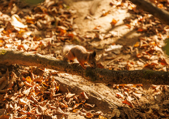 Wall Mural - A squirrel navigates a fallen branch amidst autumn leaves in a serene forest setting