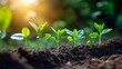 © Turo_Design - Plant growing in the nature photography
