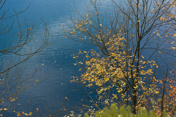 Sticker - Autumn landscape trees with yellow foliage on the shore of the lake on the background of blue water