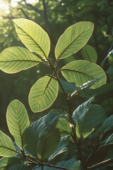 Poster - Enchanting Sundappled Nature Scene with Green Leaves