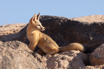 Wall Mural - A young Kit Fox sits near its den in the desert of Southern Utah, USA, in late evening sunlight, looking over its shoulder towards the west with a clear blue sky in the background. 