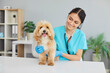 © Studio Romantic - Happy friendly smiling woman veterinarian specialist examines cute little furry maltipoo or cavapoo pet dog sitting on table during diagnostic appointment visit at vet clinic. Animal health concept