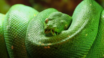 Wall Mural - Green tree python resting, curled up, showcasing its vibrant green scales and watchful eyes