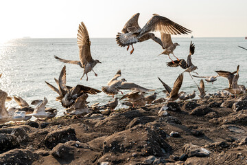 Wall Mural - seagulls on the beach flying during sunset pretty wings