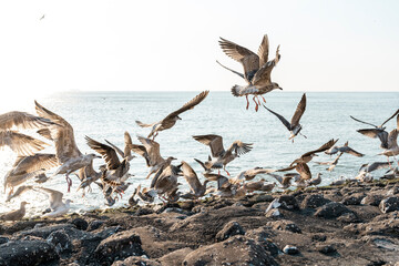 Wall Mural - seagulls on the beach flying during sunset pretty wings