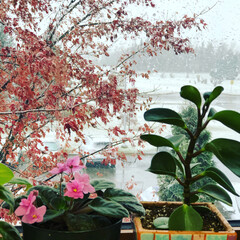 indoor plants in the winter