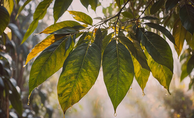 Poster - Leaf is hanging from a tree
