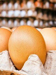 Close-up of a brown egg in a carton