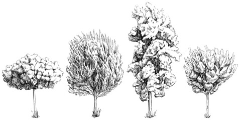 vintage tree sketch collection of hand drawn isolated on white background.