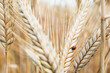 © Blue Collectors/Stocksy - Ripe wheat field just before harvest